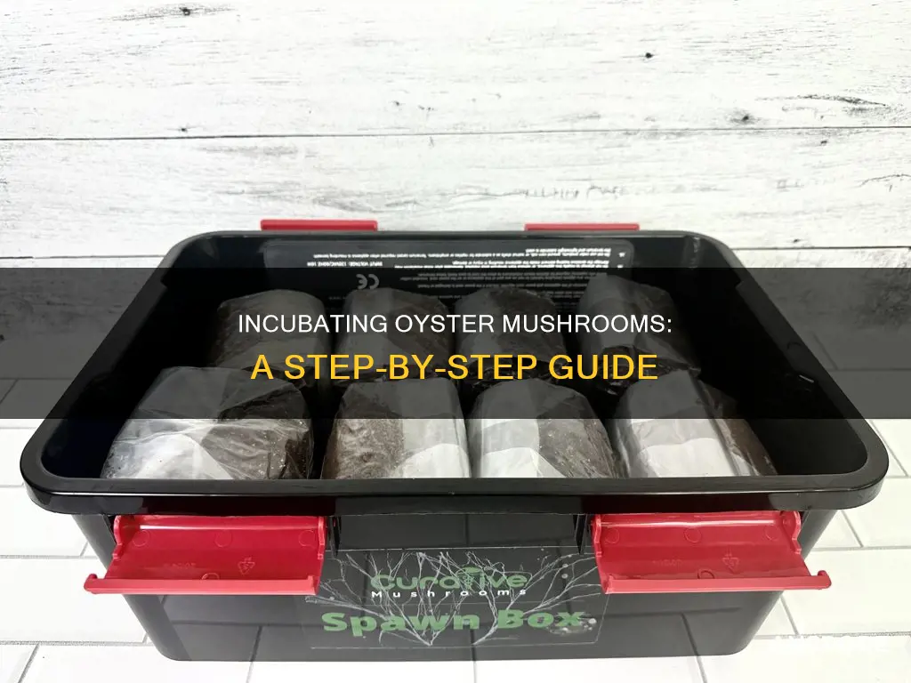 how to incubate oyster mushrooms