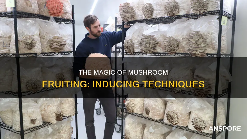how to induce fruiting mushrooms