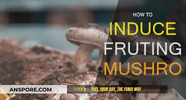 Guide to Forcing Mushrooms to Fruit