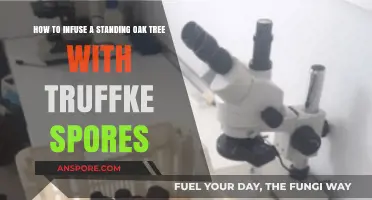 Infusing Standing Oak Trees with Truffle Spores: A Step-by-Step Guide