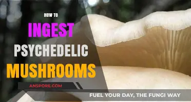 Psychedelic Mushrooms: A Guide to Safe Ingestion