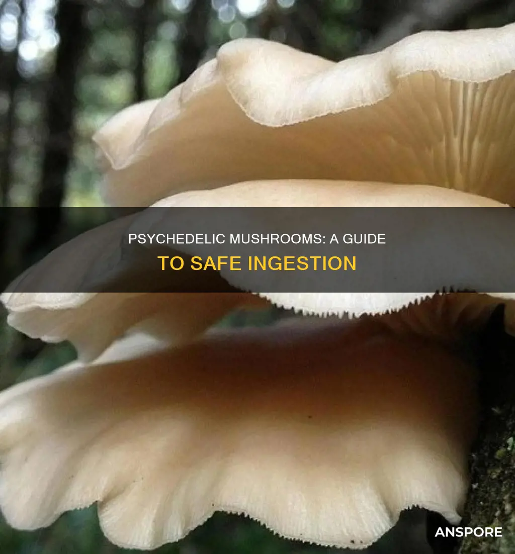 how to ingest psychedelic mushrooms