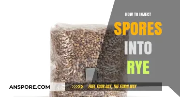 Mastering Rye Grain Inoculation: A Step-by-Step Guide to Injecting Spores