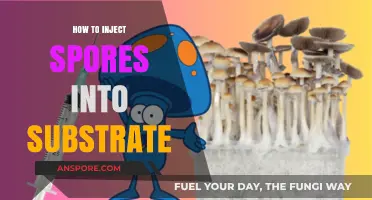 Mastering Substrate Inoculation: A Step-by-Step Guide to Injecting Spores