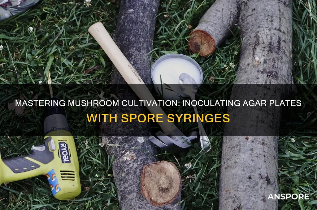 how to innoculate agar plate with mushroom spore syringe