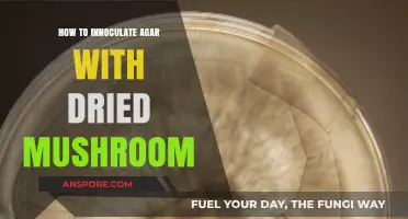 Mastering Agar Inoculation: Reviving Dried Mushrooms for Successful Cultivation