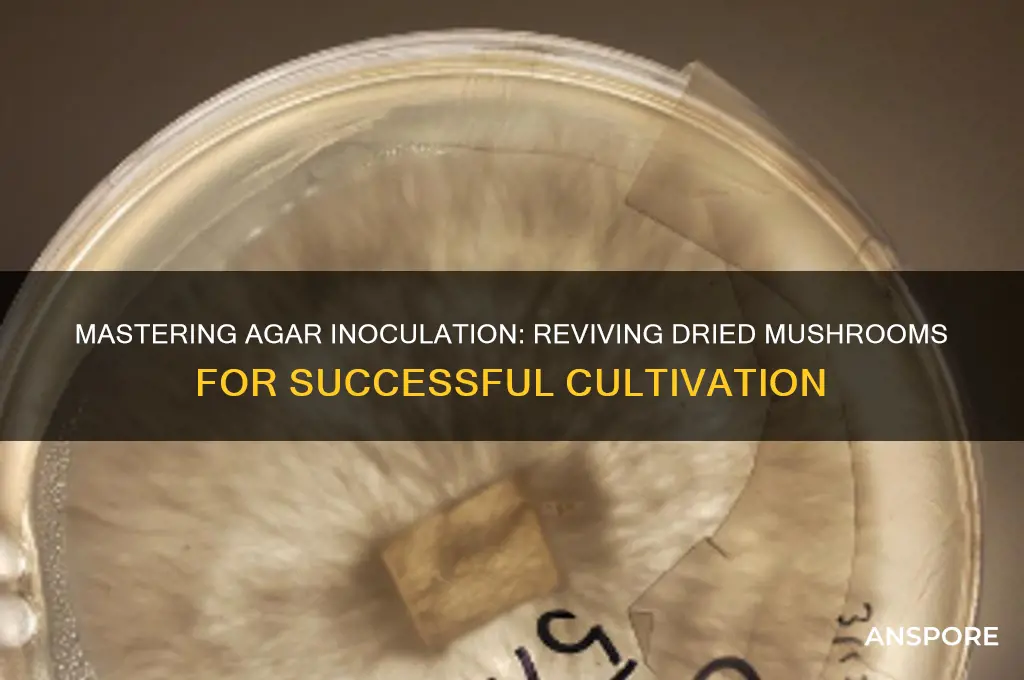 how to innoculate agar with dried mushroom