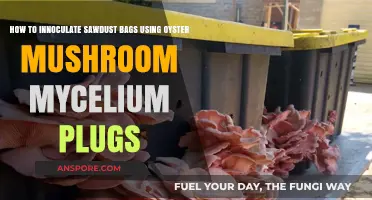 Mastering Oyster Mushroom Inoculation: A Guide to Using Mycelium Plugs in Sawdust Bags