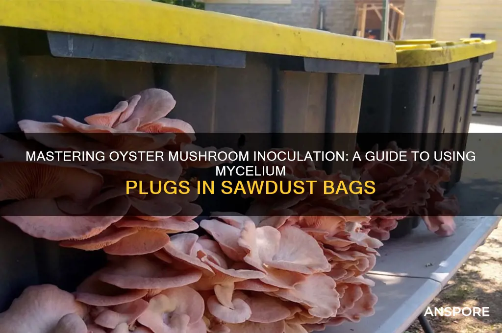 how to innoculate sawdust bags using oyster mushroom mycelium plugs