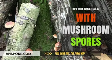 Mastering Mushroom Cultivation: Inoculating Logs with Spores for Abundant Harvests