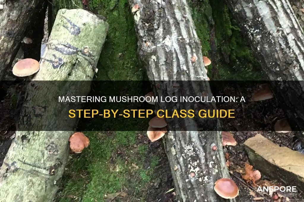 how to inoculate a mushroom log class