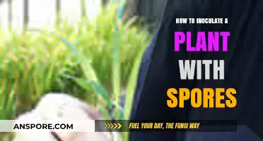 Mastering Plant Inoculation: A Step-by-Step Guide to Applying Spores