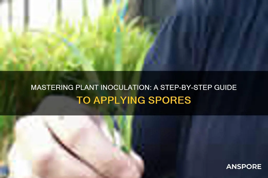 how to inoculate a plant with spores