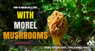 Inoculating Trees with Morel Mushrooms: A Step-by-Step Guide