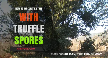 Mastering Truffle Cultivation: Inoculating Trees with Spores for Success