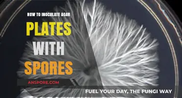 Mastering Agar Plate Inoculation: A Step-by-Step Guide for Spores