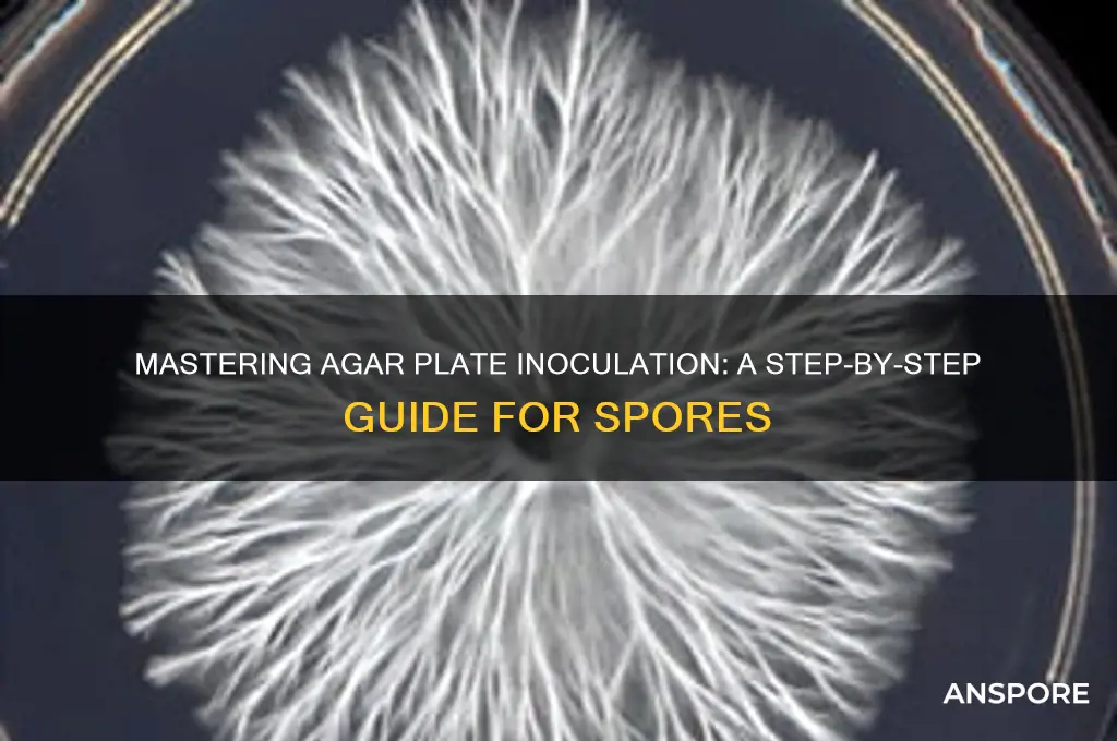 how to inoculate agar plates with spores