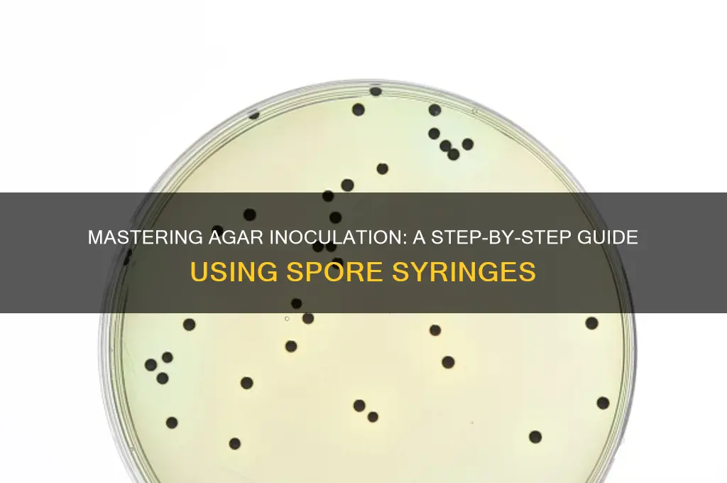 how to inoculate agar with a spore syringe
