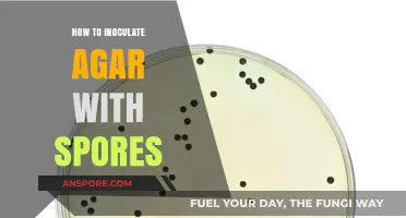 Mastering Agar Inoculation: A Step-by-Step Guide to Using Spores