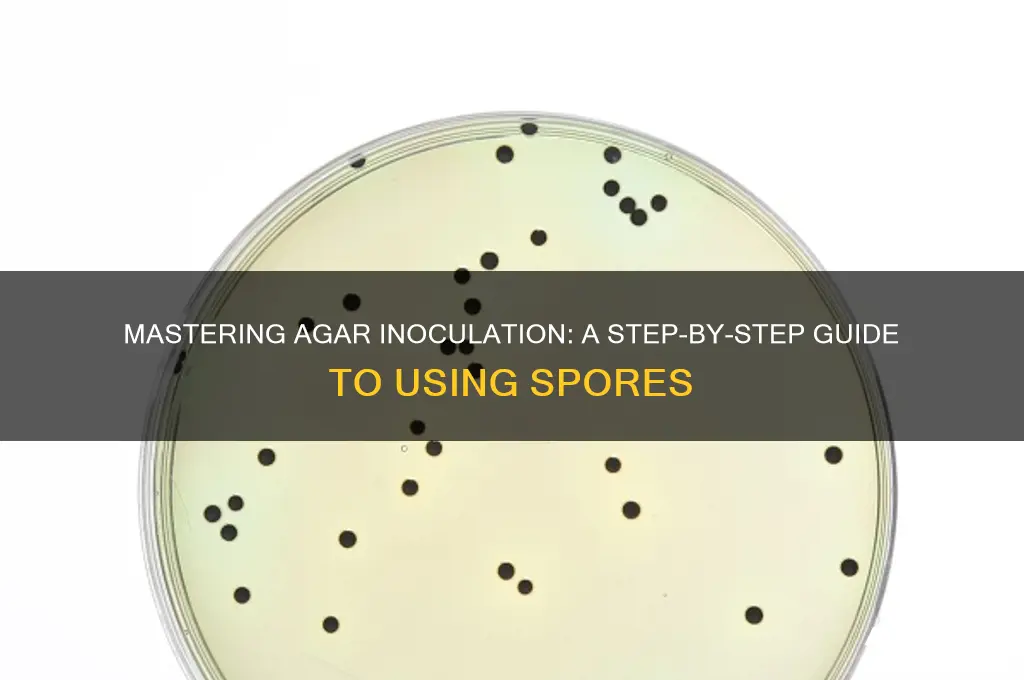 how to inoculate agar with spores