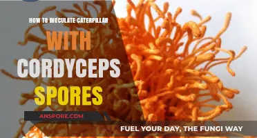 Inoculating Caterpillars with Cordyceps Spores: A Step-by-Step Guide