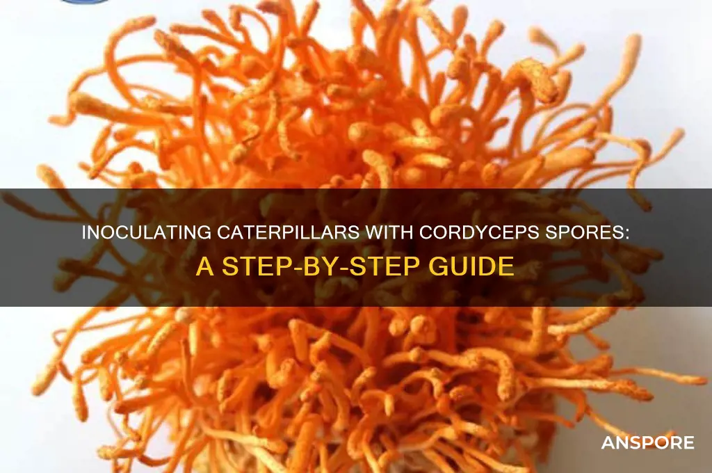 how to inoculate caterpillar with cordyceps spores