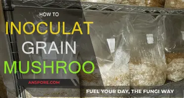 Inoculating Grain: The Magic of Mushroom Cultivation