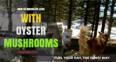 Master Log Inoculation: Growing Oyster Mushrooms at Home Easily