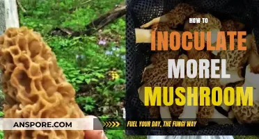 Mastering Morel Inoculation: A Step-by-Step Guide to Growing Mushrooms