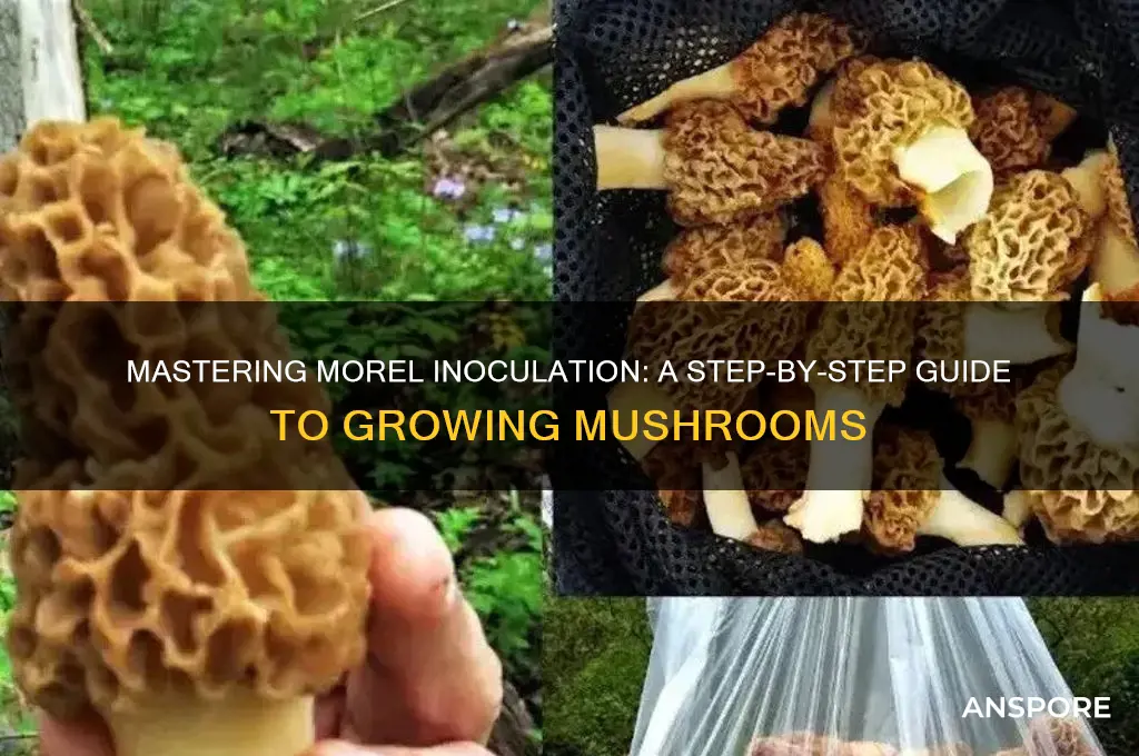 how to inoculate morel mushrooms
