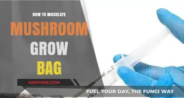Mastering Mushroom Cultivation: Inoculating Grow Bags for Optimal Yield