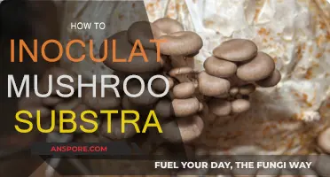 Inoculating Mushroom Substrates: A Step-by-Step Guide