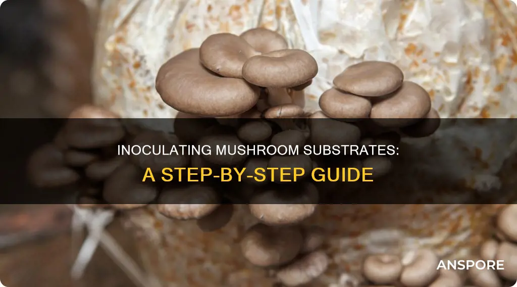 how to inoculate mushroom substrate