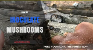 Inoculating Mushrooms: Step-by-Step Guide for Beginners