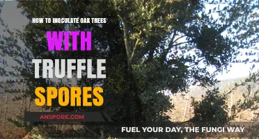 Mastering Truffle Cultivation: Inoculating Oak Trees with Spores