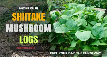 Mastering Shiitake Inoculation: A Step-by-Step Guide to Mushroom Logs