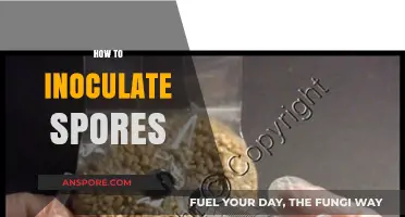 Mastering the Art of Inoculating Spores: A Step-by-Step Guide