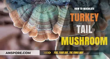 Mastering Turkey Tail Mushroom Inoculation: A Step-by-Step Guide