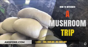 Integrating a Mushroom Trip: Mindful Practices for Post-Journey Reflection