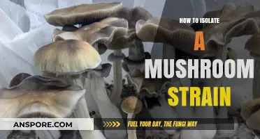 Mastering Mushroom Isolation: A Step-by-Step Guide to Strain Separation