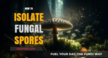 Mastering Fungal Spore Isolation: Techniques for Effective Research and Analysis