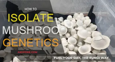 Unlocking Mushroom Genetics: Secrets of Isolation Techniques