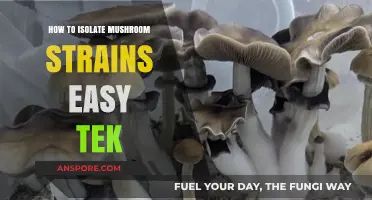 Simple Mushroom Strain Isolation: Easy Tek Guide for Beginners