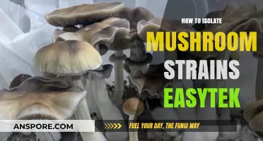 Mastering Mushroom Strain Isolation with EasyTek: A Simple Guide