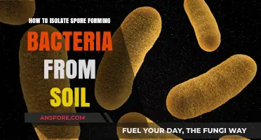 Effective Techniques for Isolating Spore-Forming Bacteria from Soil Samples