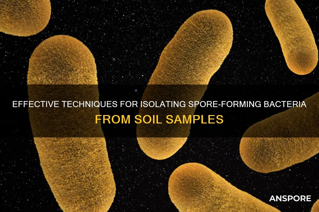 how to isolate spore forming bacteria from soil