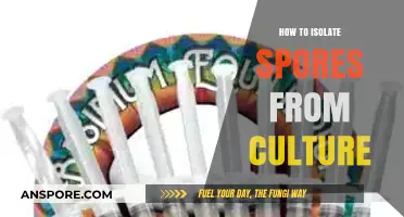 Mastering Spore Isolation: A Step-by-Step Guide from Culture