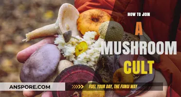 Unveiling the Mycelial Path: Joining a Mushroom Cult Safely