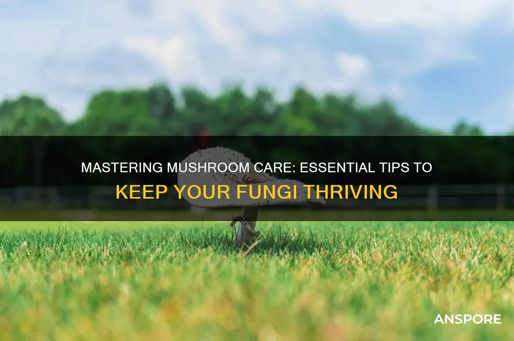 how to keep a mushroom alive