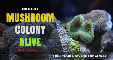 Sustaining Your Mushroom Colony: Essential Tips for Long-Term Growth